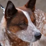 Queensland Heeler