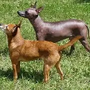 xoloitzcuintle