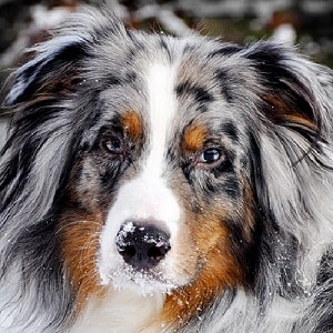 Australian Shepherd