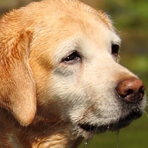 labrador retriever